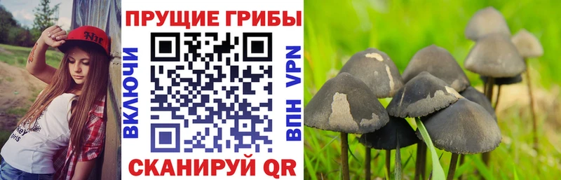 Купить закладки  Керчь  Галлюциногенные грибы мицелий 